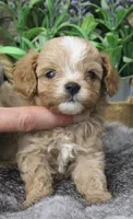 #4 Male (Ginger's), a male Cavapoo for sale in Paris, KY – 5 of 10