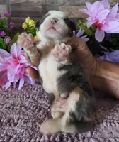 #6 Male (Splash's), a male Miniature Bernedoodle for sale in Paris, KY – 4 of 4