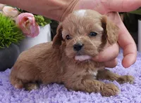 #2 Female (Kate's), a female Cavapoo for sale in Paris, KY – 2 of 2