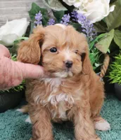 #5 Male (Zoey's), a male Cavapoo for sale in Paris, KY – Photo 1 of 8