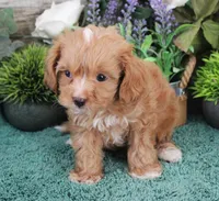 #5 Male (Zoey's), a male Cavapoo for sale in Paris, KY – Photo 3 of 8
