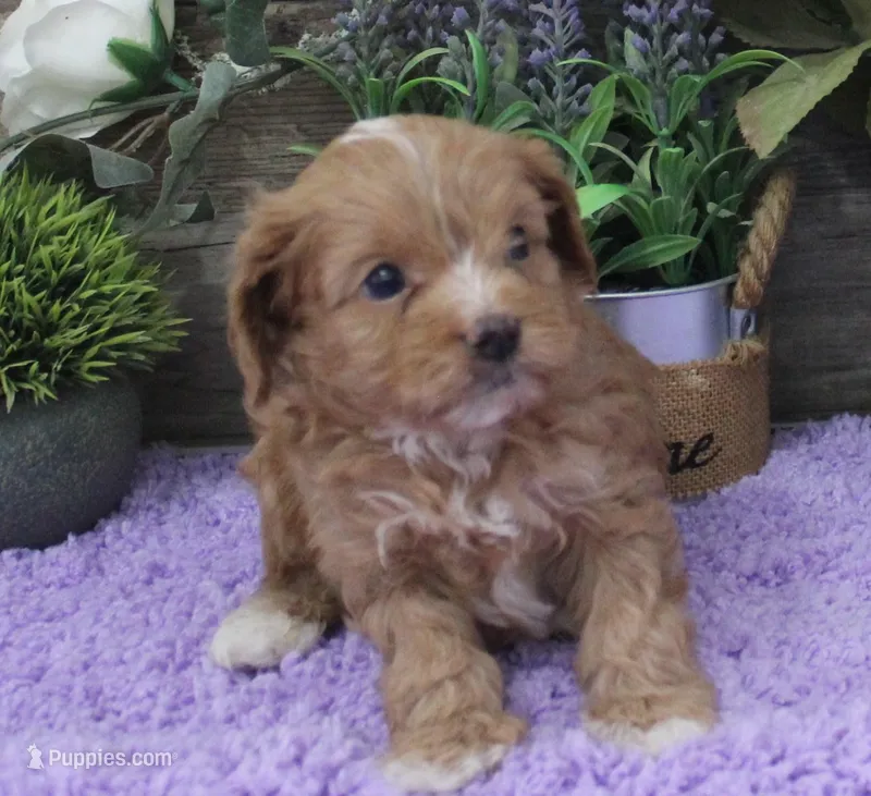 #5 Male (Zoey's) – Cavapoo puppy for sale in Paris, KY