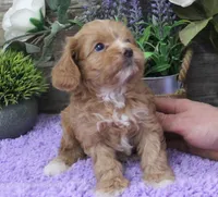 #5 Male (Zoey's), a male Cavapoo for sale in Paris, KY – Photo 5 of 8
