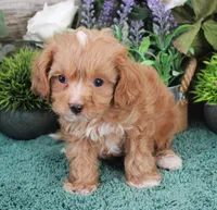 #5 Male (Zoey's), a male Cavapoo for sale in Paris, KY – Photo 2 of 8