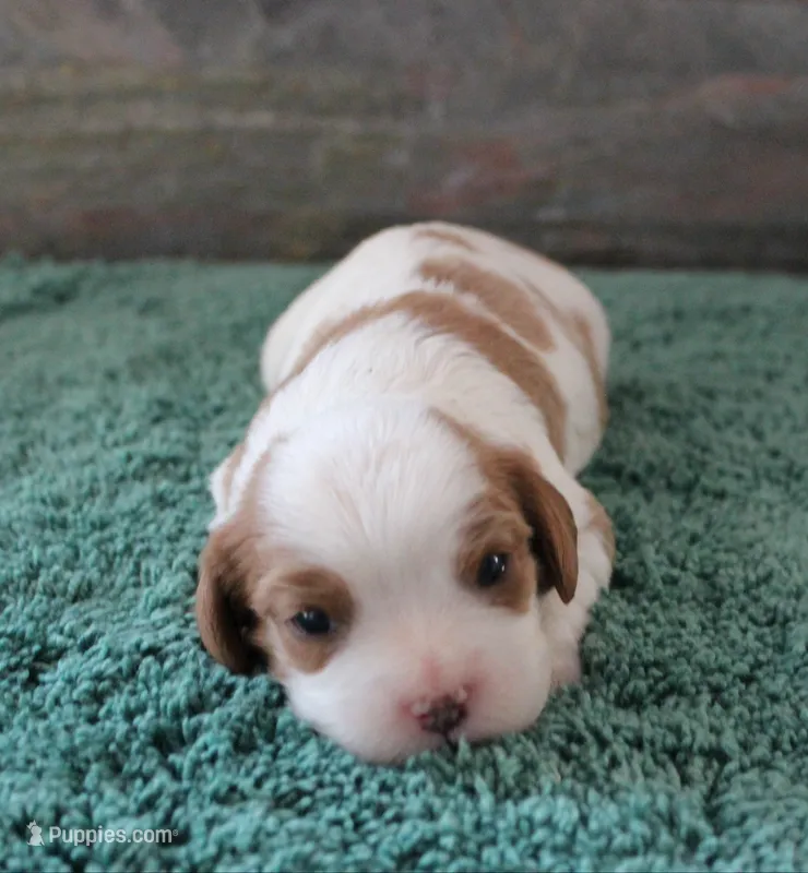 #1Male Amber – Cavalier King Charles Spaniel puppy for sale in Paris, KY