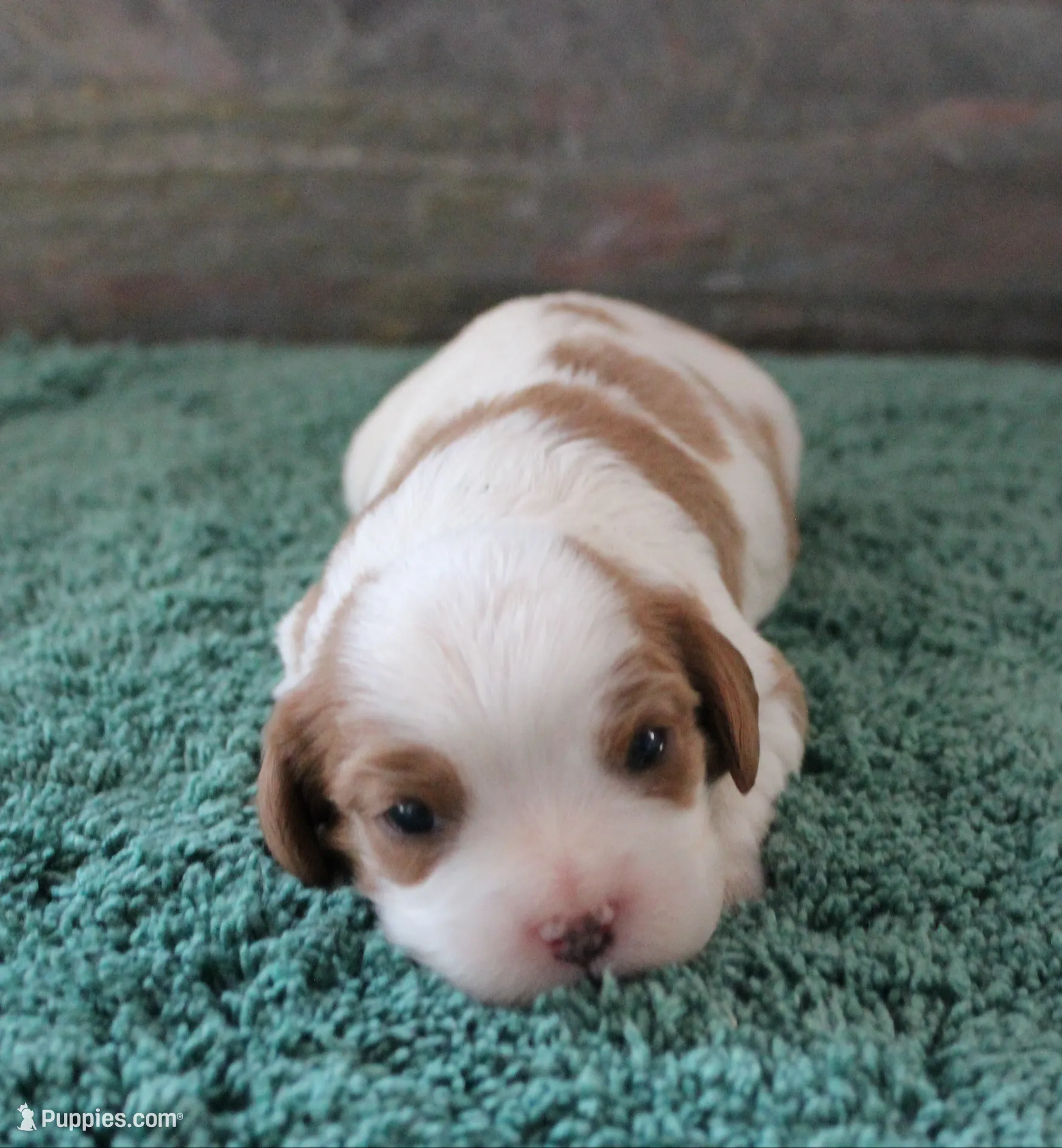 #1Male Amber, a male Cavalier King Charles Spaniel for sale in Paris, KY – 1 of 2