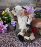 #3 Female (Splash's), a female Miniature Bernedoodle for sale in Paris, KY – 4 of 4