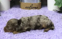 #4 Male (Dawn's), a male Cavapoo for sale in Paris, KY – 1 of 1