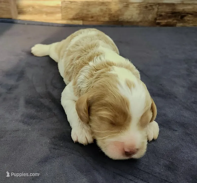 #3 Female (Leslie's) – Cockapoo puppy for sale in Paris, KY