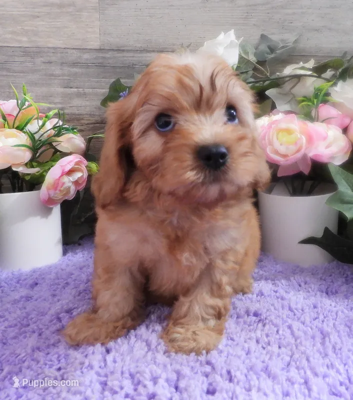 #1 Female (Evie's) – Cavapoo puppy on hold in Paris, KY