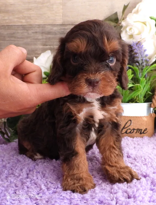 #1 Male (Roxy's) – Cavapoo puppy for sale in Paris, KY