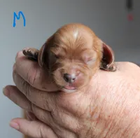 #6 Male (Ruby), a male Cavalier King Charles Spaniel for sale in Paris, KY – 1 of 2