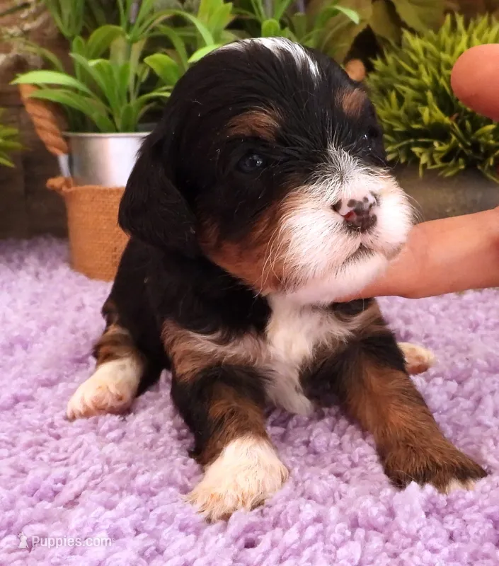 #3 Female (Autumn's) – Cavapoo puppy for sale in Paris, KY