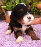 #3 Female (Autumn's), a female Cavapoo for sale in Paris, KY – 4 of 7