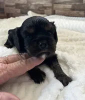 Percy #1 female , a female Cavalier King Charles Spaniel for sale in Paris, KY – 3 of 4