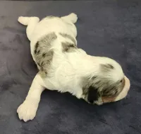 #2 Female (Leslie's), a female Cockapoo for sale in Paris, KY – 2 of 2