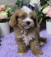 #5 Male (Autumn's), a male Cavapoo for sale in Paris, KY – 3 of 6