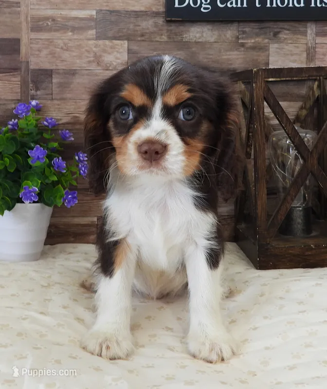 #4 Male (Lulu's) – Cavalier King Charles Spaniel puppy for sale in Paris, KY