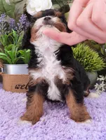 #1 Female (Suzy's), a female Cavapoo for sale in Paris, KY – 3 of 8