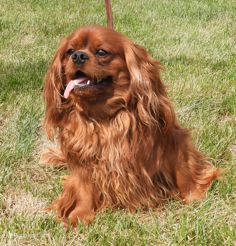 Five Paddocks Bentley – Cavalier King Charles Spaniel puppy for sale in Paris, KY