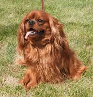Five Paddocks Bentley, a male Cavalier King Charles Spaniel for sale in Paris, KY – 1 of 5