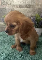 #2 Female Ruby, a female Cavalier King Charles Spaniel for sale in Paris, KY – 4 of 5