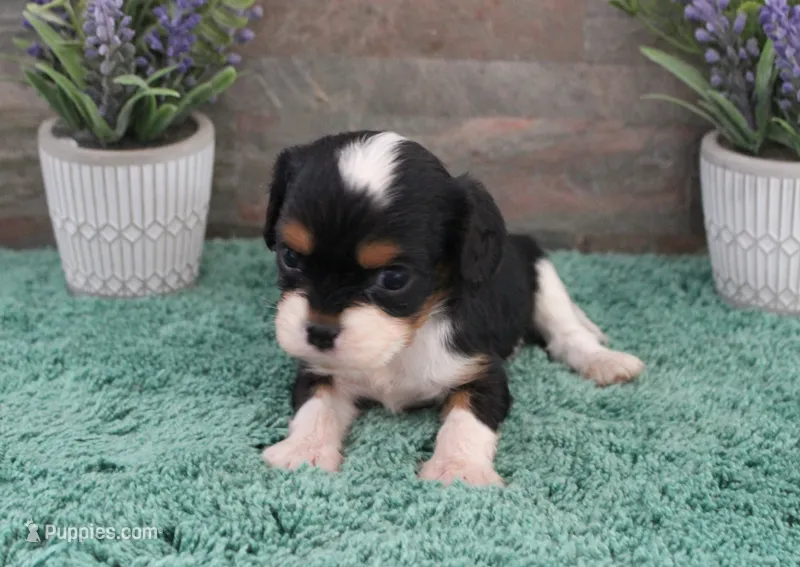 #3 Male (Ruby) – Cavalier King Charles Spaniel puppy for sale in Paris, KY