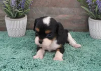 #3 Male (Ruby), a male Cavalier King Charles Spaniel for sale in Paris, KY – 6 of 10