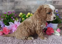 #1 Male (Linda's), a male Cavapoo for sale in Paris, KY – 4 of 9