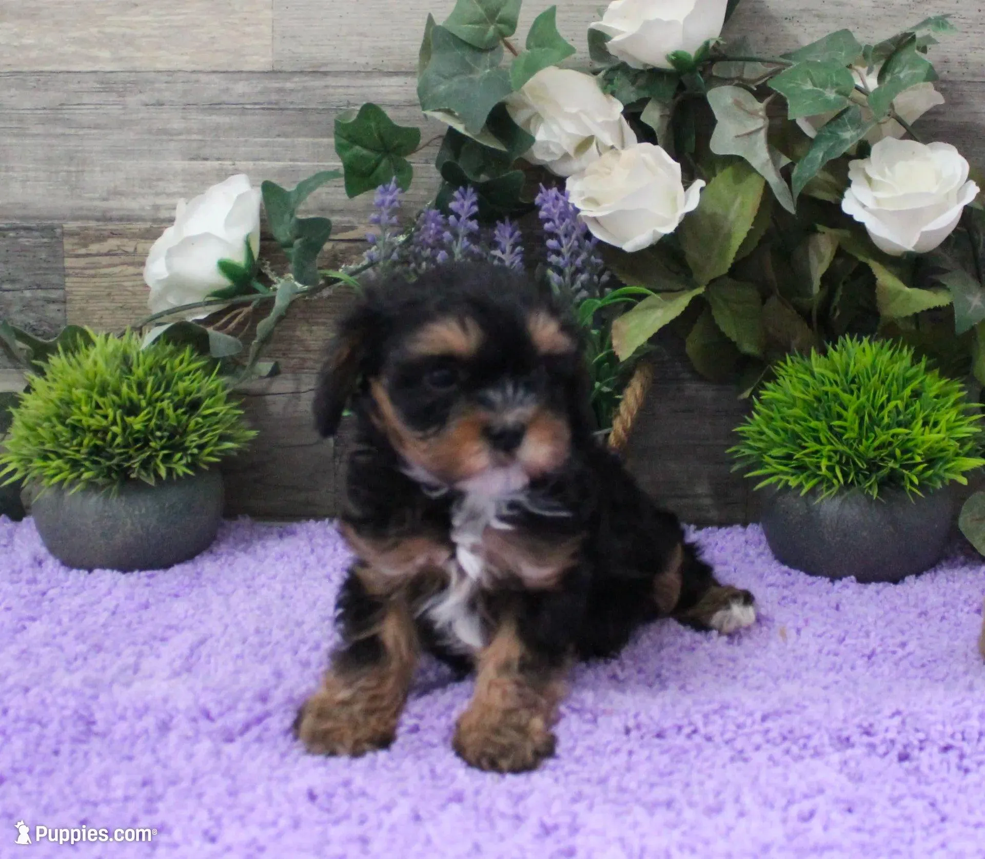 #3 Male (Chelsea's) – Cavapoo puppy for sale in Paris, KY