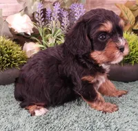 #3 Male (Chelsea's), a male Cavapoo for sale in Paris, KY – Photo 4 of 4