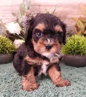 #3 Male (Chelsea's), a male Cavapoo for sale in Paris, KY – Photo 2 of 4