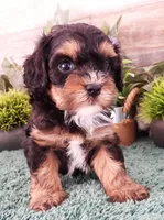 #3 Male (Chelsea's), a male Cavapoo for sale in Paris, KY – Photo 1 of 4
