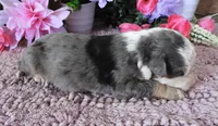 #10 Male (Splash's), a male Miniature Bernedoodle for sale in Paris, KY – 4 of 5
