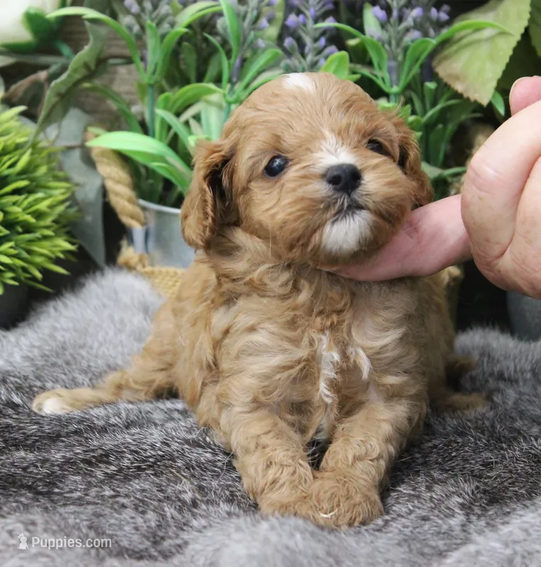 #3 Male (Ginger's) – Cavapoo puppy on hold in Paris, KY