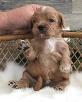 #2 Male (Evie's), a female Cavapoo for sale in Paris, KY – 3 of 3