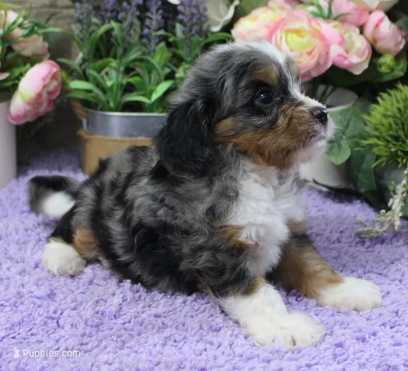 #3 Male (Evie's) – Cavapoo puppy for sale in Paris, KY