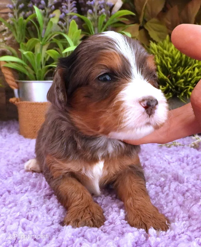 #4 Male (Autumn's) – Cavapoo puppy for sale in Paris, KY