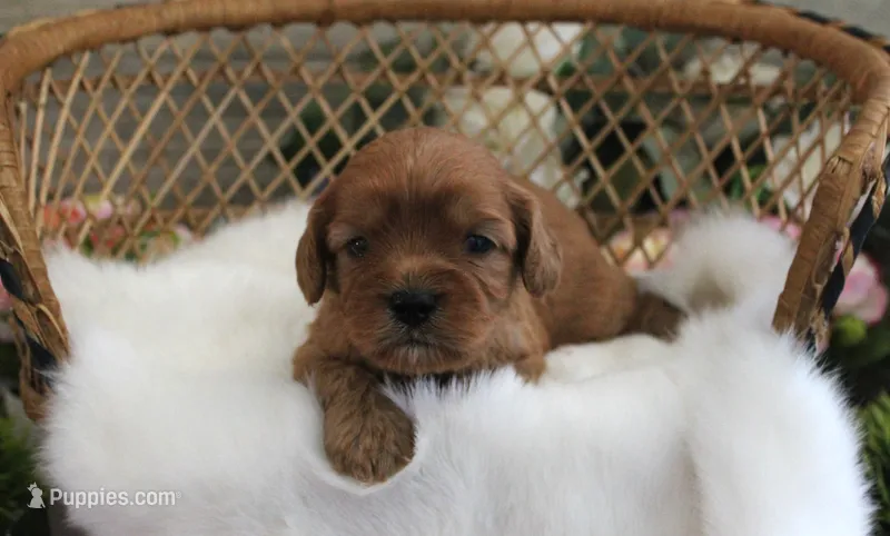 #1 Female (Evie's) – Cavapoo puppy for sale in Paris, KY
