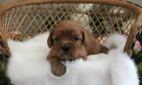 #1 Female (Evie's), a female Cavapoo for sale in Paris, KY – 1 of 3
