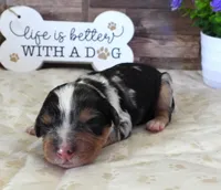 #3 Male (Barbie's), a male Cavapoo for sale in Paris, KY – 1 of 3