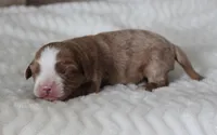 #1 Male (Linda's), a male Cavapoo for sale in Paris, KY – 1 of 2