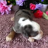 #3 Female (Splash's), a female Miniature Bernedoodle for sale in Paris, KY – 3 of 4