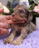 #4 Male (Dawn's), a male Cavapoo for sale in Paris, KY – 2 of 7