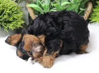 #3 Female (Suzy's), a female Cavapoo for sale in Paris, KY – 5 of 9
