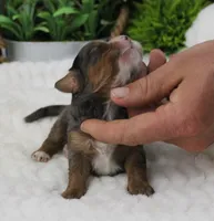 #4 Male (Autumn's), a male Cavapoo for sale in Paris, KY – 2 of 2