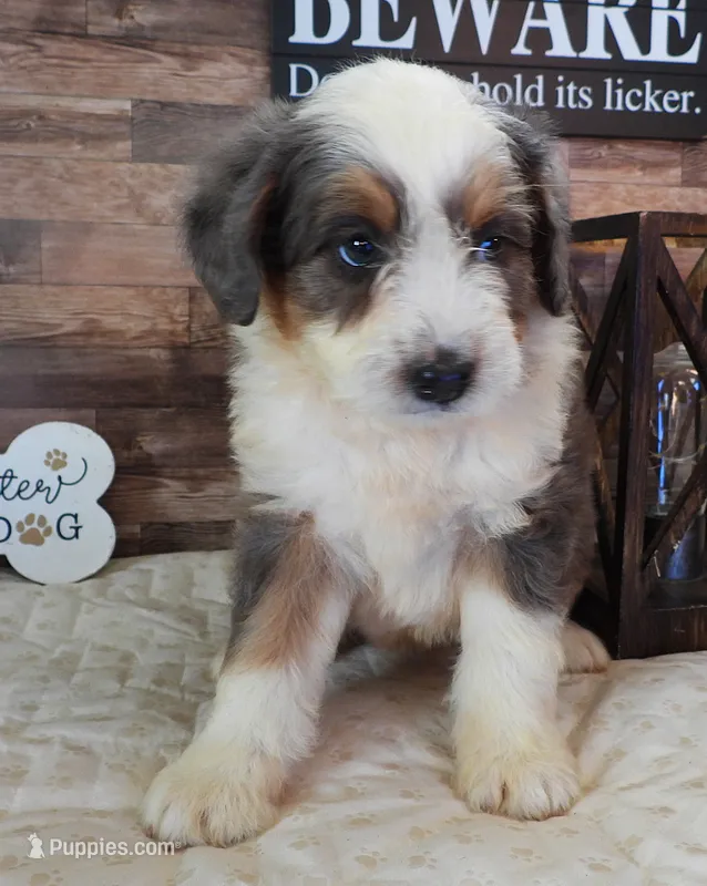 #8 Male (Splash's) – Miniature Bernedoodle puppy for sale in Paris, KY