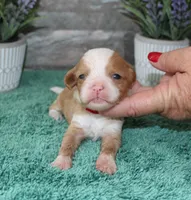 Patsys #4 Female, a female Cavapoo for sale in Paris, KY – 2 of 3