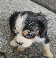#2 Female (Percy's), a female Cavalier King Charles Spaniel for sale in Paris, KY – 2 of 3