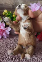 #2 Male (Whitney's), a male Cavapoo for sale in Paris, KY – 3 of 3